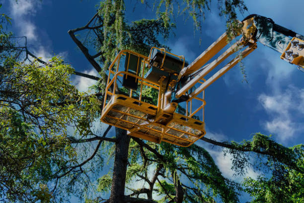 Best Emergency Tree Removal  in Lake Landor, VA