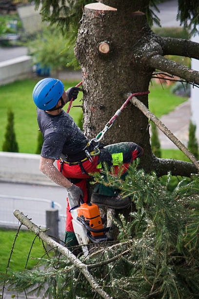 Best Tree Removal  in Lake Landor, VA